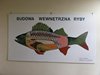 DSCF5517