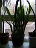DSCF5518