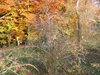 DSCF5939