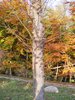 DSCF5940