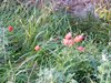 DSCF5868