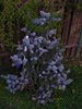 DSCF6041