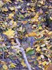 DSCF5986