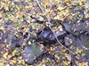 DSCF5984