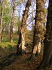 DSCF5966
