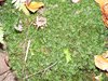 DSCF6003