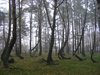 DSCF6325